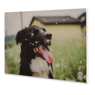 Individueller Foto-Direktdruck auf Forex-Platte, besonders leicht und stabil für moderne Fotowandgestaltung.