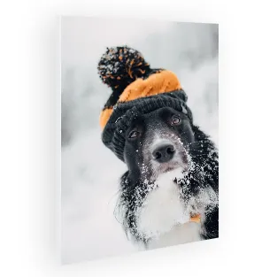 Forex-Wandbild mit Foto eines schwarzen Hundes mit Wintermütze im Schnee